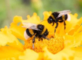 Väliskeelepäev Uppsalas
